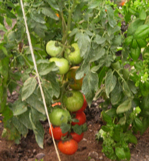 Tomate soi bulgaresc NasladaF1- - De vanzare seminte -legume-mirodenii-flori-arbori