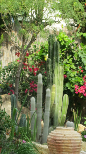 Jatropha multifida; planta din spatele cactusilor.
