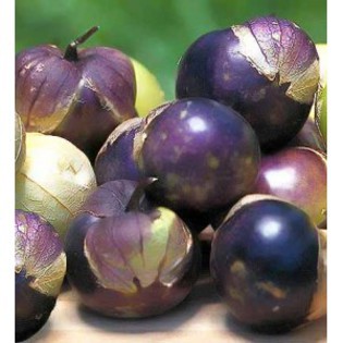 Cherry Tomatillo purpuriu - De vanzare seminte -legume-mirodenii-flori-arbori
