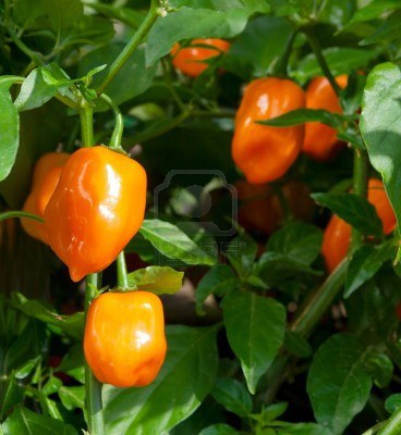 Ardei iute Habanero orange - De vanzare seminte -legume-mirodenii-flori-arbori