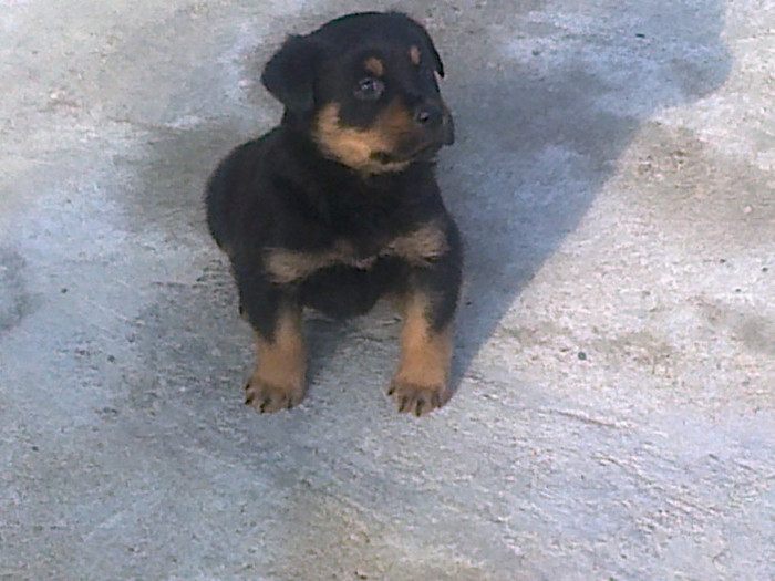 HERRA - HERRA_femela rottweiler