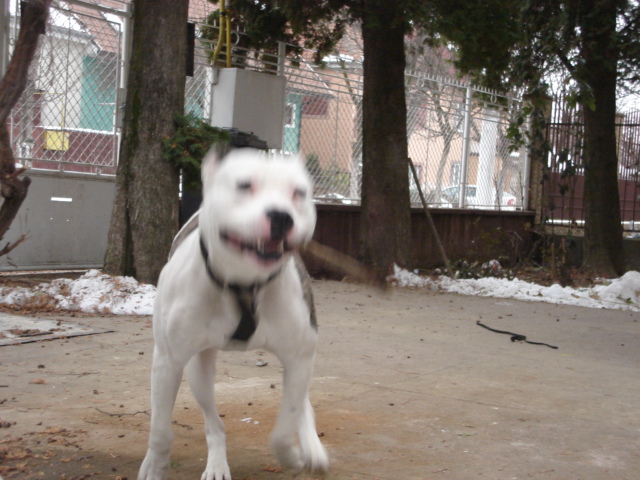 Athos 1 an si 6 luni - Amstaff