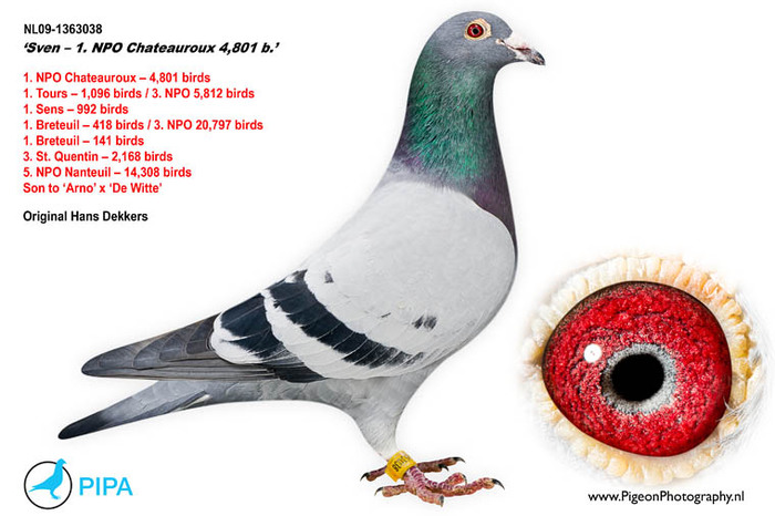 NL09-1363038 DE VANZARE 12200 euro; http:www.pipa.beenpigeons-for-saleonlineauctionshans-dekkers-nl-best-breeders-racers-en1#21433
