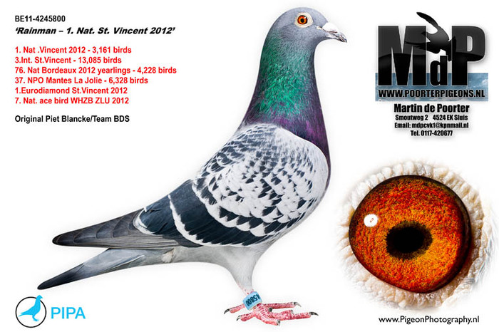 http://www.pipa.be/en/pigeons-for-sale/online/auctions/hans-dekkers-nl-best-breeders-racers-en/1#214 - Cateva sfaturi pt incepatori si nu numai