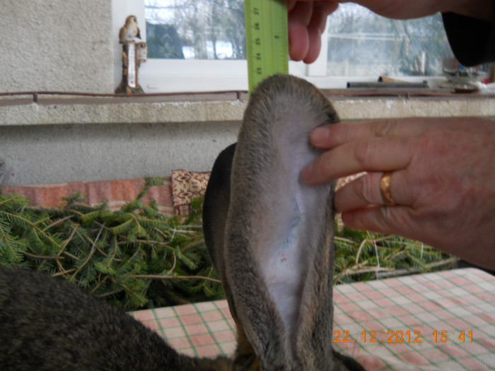 Ro 4 SN12(M3); 23 cm urechi
