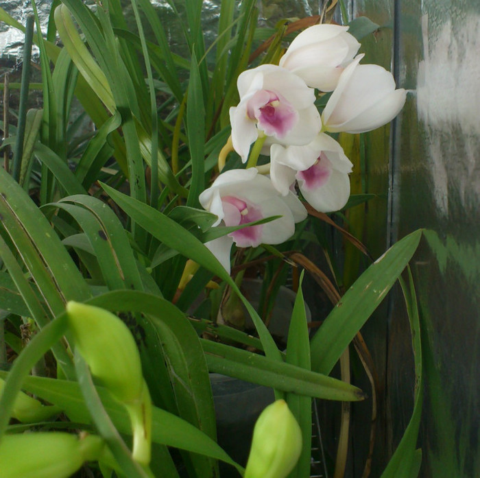 20dec2012 - Cymbidium