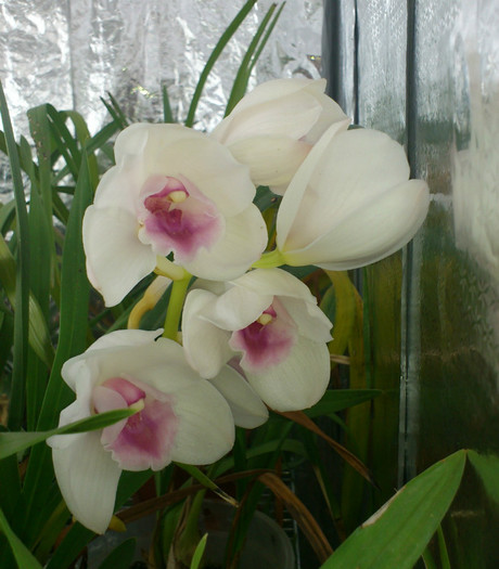 20dec2012reinflorit - Cymbidium