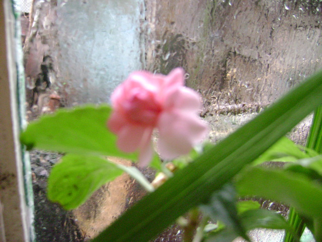 impatiens dublu - Florile mele 2012