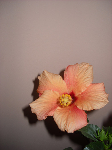 22.12.2012 a inflorit! - HIBISCUS - 2012