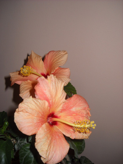 22 .Decembrie-Supriza-Duett intr-o zi - HIBISCUS - 2012