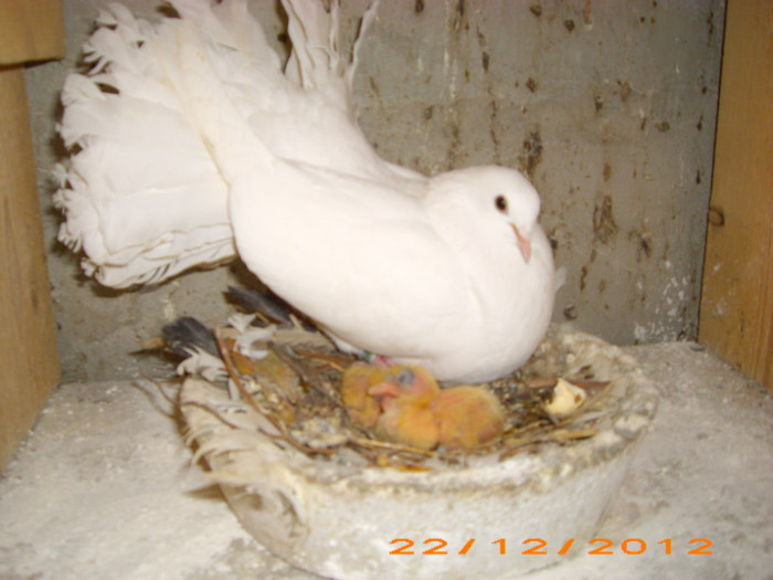 IMG_3161 - Pui voltati 2012-2013-2014