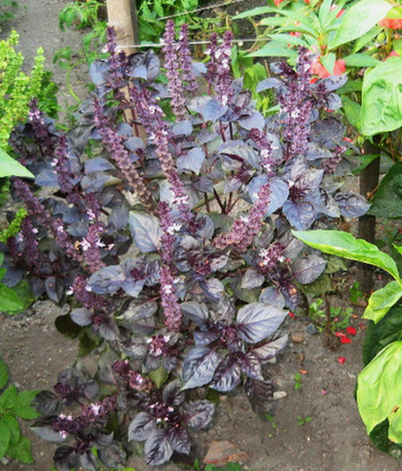 Busuioc rosu - De vanzare seminte -legume-mirodenii-flori-arbori