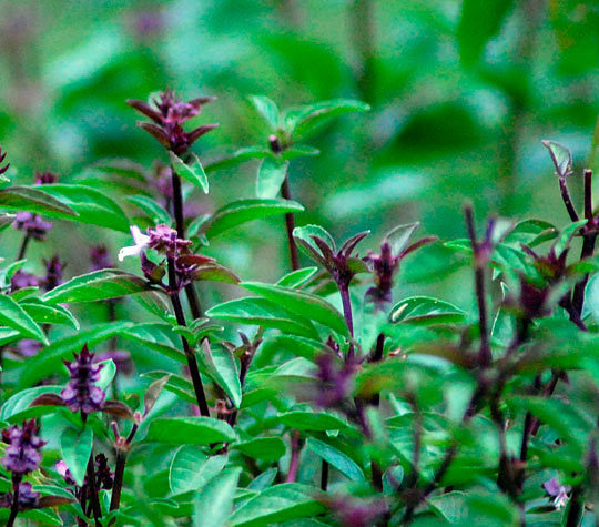 Busuioc anason-Thai basil - De vanzare seminte -legume-mirodenii-flori-arbori
