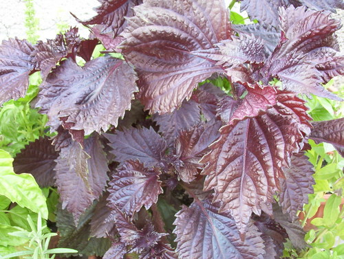 Busuioc rosu cret - De vanzare seminte -legume-mirodenii-flori-arbori