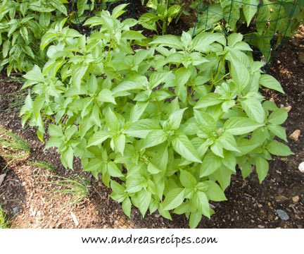 Busuioc lamaia - De vanzare seminte -legume-mirodenii-flori-arbori