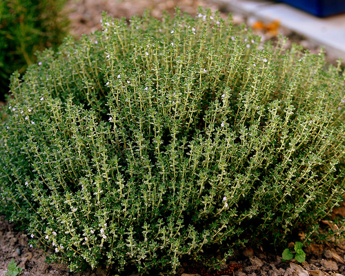 Cimbru -Thymus vulgaris -1gr -2 lei - De vanzare seminte -legume-mirodenii-flori-arbori