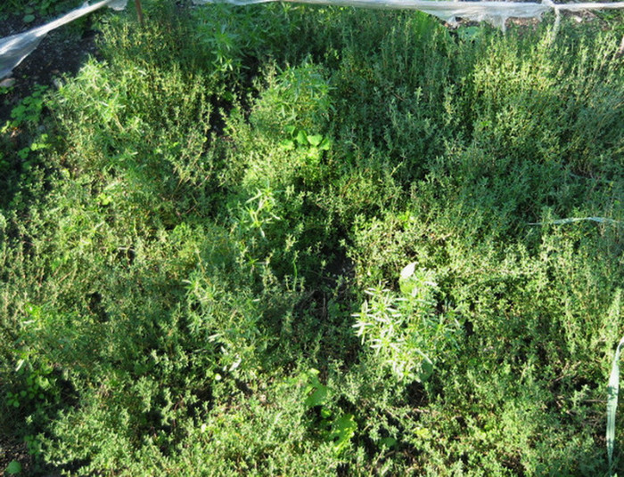 Cimbrisor-Thymus serpyllum - 0,3 gr -2 lei - De vanzare seminte -legume-mirodenii-flori-arbori