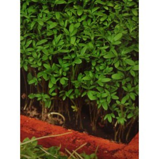 Creson-Lepidium sativum -0,5 gr -2 lei - De vanzare seminte -legume-mirodenii-flori-arbori