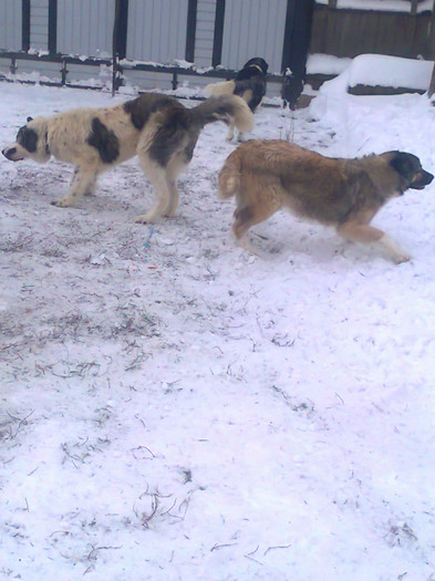 Fotografie2136 - caini ciobanesti carpatini si bucovina