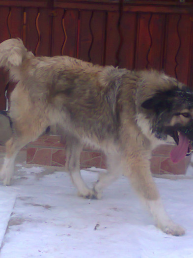 Fotografie2143; femela ciobanesc carpatin 1 an si 4 luni
