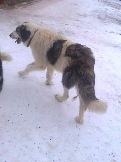 Fotografie2145 - caini ciobanesti carpatini si bucovina