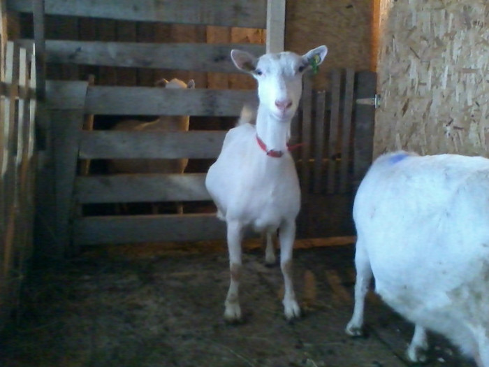 2012-12-23 10.11.28; import Austria
