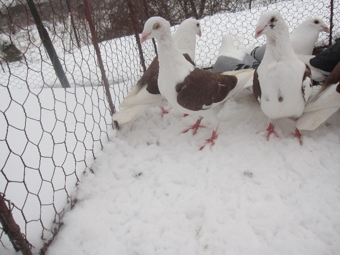 IMG_7091 - Porumbei voiajori capaciti