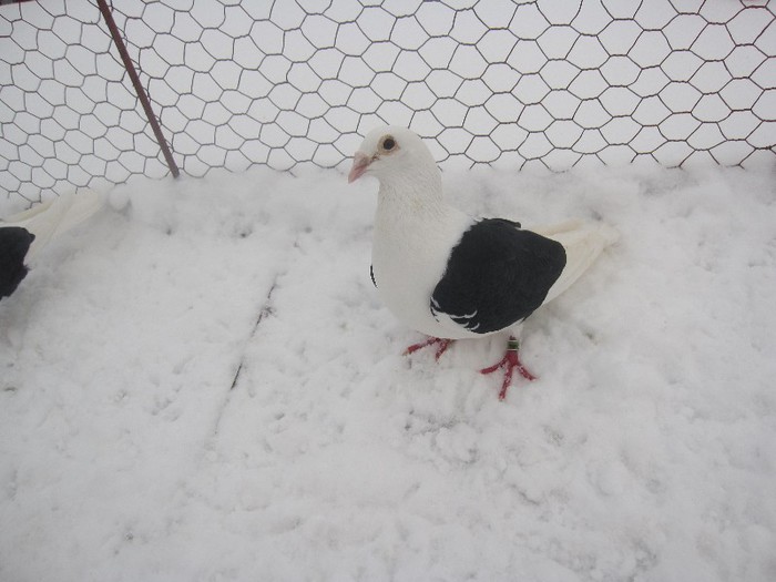 IMG_7093 - Porumbei voiajori capaciti