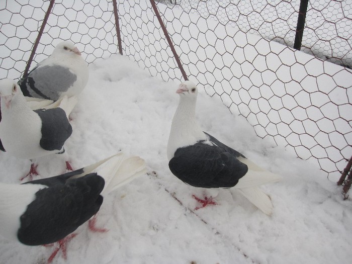 IMG_7096 - Porumbei voiajori capaciti