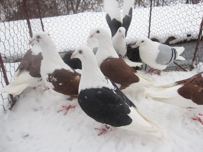 IMG_7097 - Porumbei voiajori capaciti