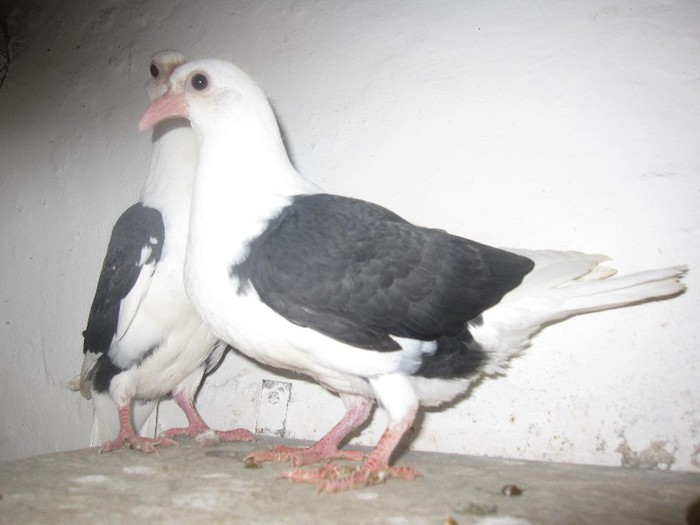 pui listi pe negru - Porumbei voiajori capaciti