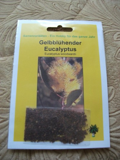 eucalyptus woodwardii - flori si legume Germania