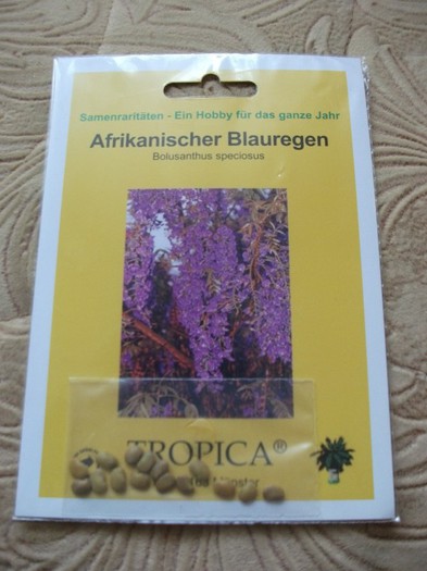 bolusanthus speciosus - flori si legume Germania