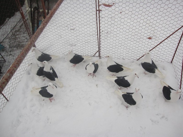 IMG_6946 - Porumbei listi pe negru