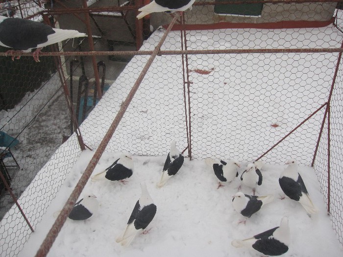 IMG_6949 - Porumbei listi pe negru