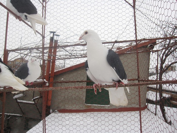 IMG_6960 - Porumbei listi pe negru