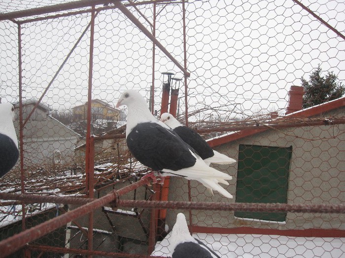 IMG_6965 - Porumbei listi pe negru