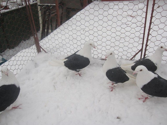 IMG_6988 - Porumbei listi pe negru