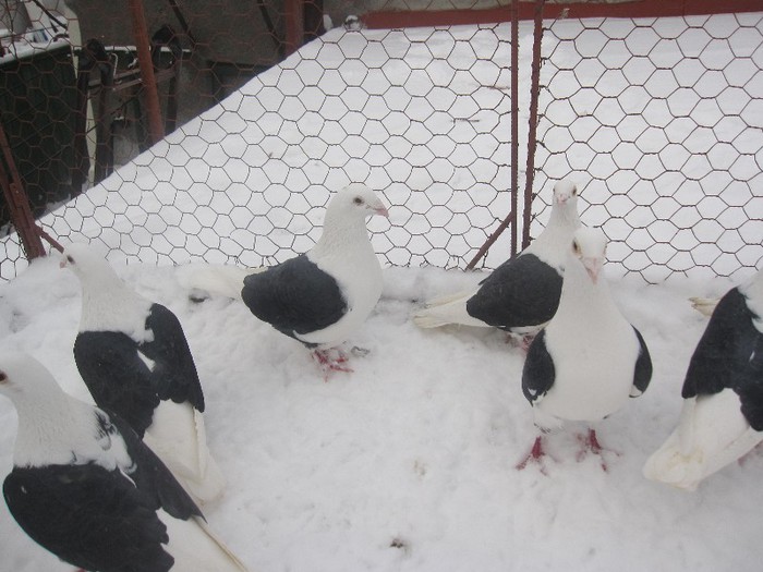 IMG_6989 - Porumbei listi pe negru