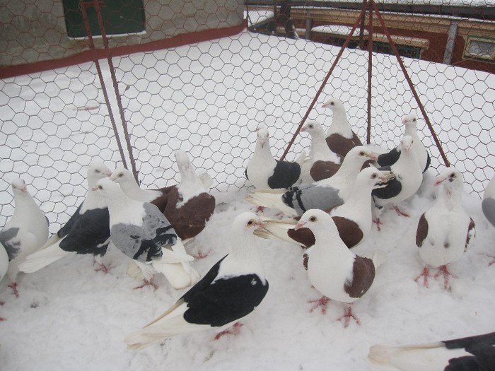 IMG_7006 - Porumbei listi pe zapada