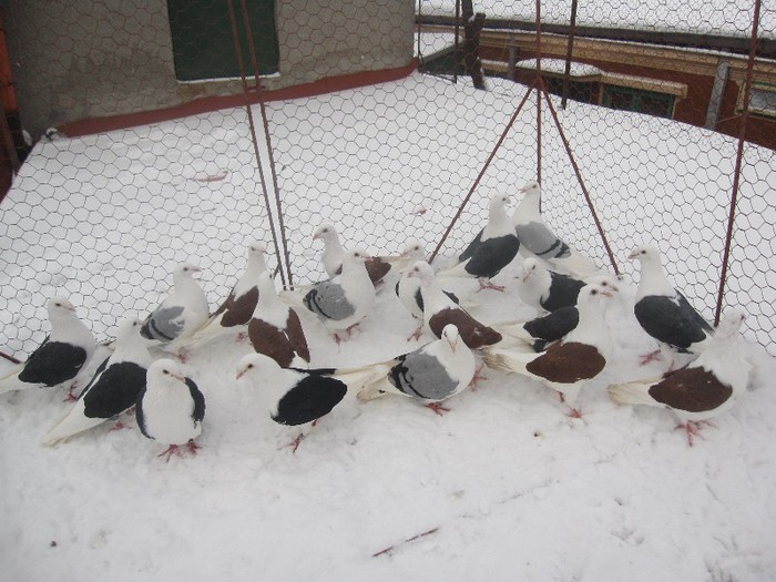 IMG_7009 - Porumbei listi pe zapada