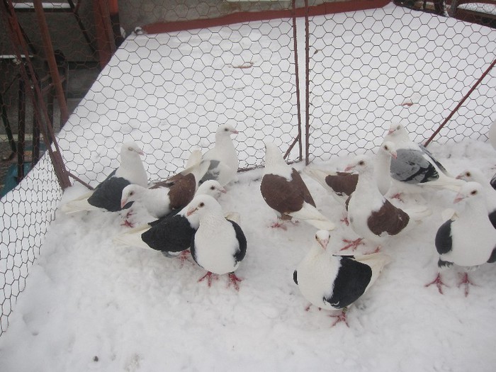 IMG_7010 - Porumbei listi pe zapada