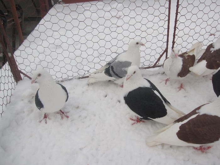 IMG_7015 - Porumbei listi pe zapada