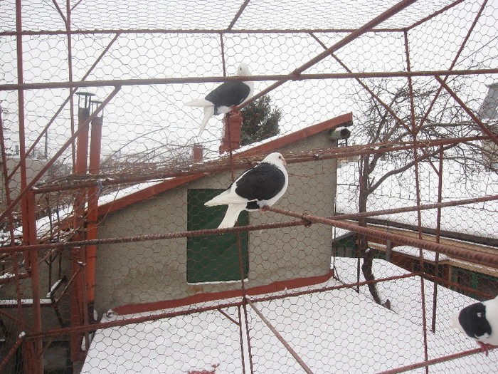 IMG_7020 - Porumbei listi pe zapada