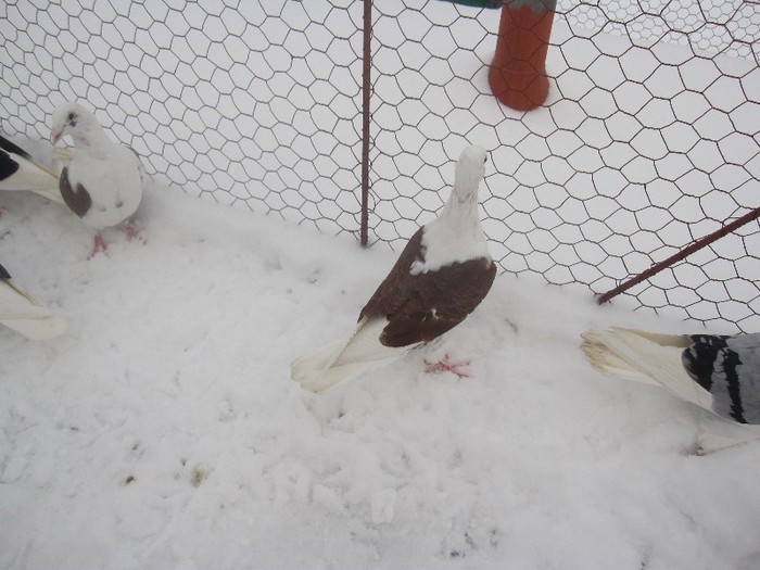 IMG_7027 - Porumbei listi pe zapada