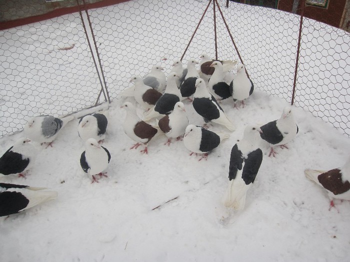 IMG_7032 - Porumbei listi pe zapada