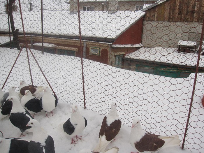 IMG_7033 - Porumbei listi pe zapada