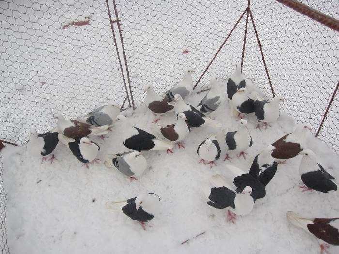 IMG_7037 - Porumbei listi pe zapada