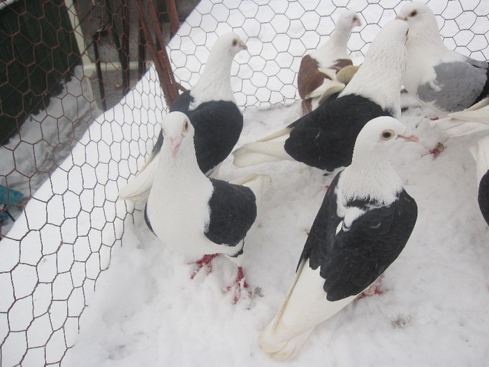 IMG_7045 - Porumbei listi pe zapada