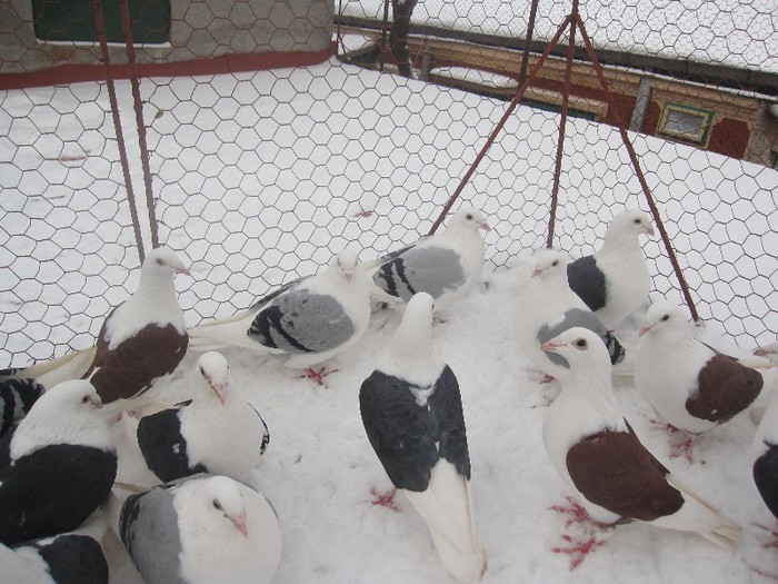 IMG_7048 - Porumbei listi pe zapada